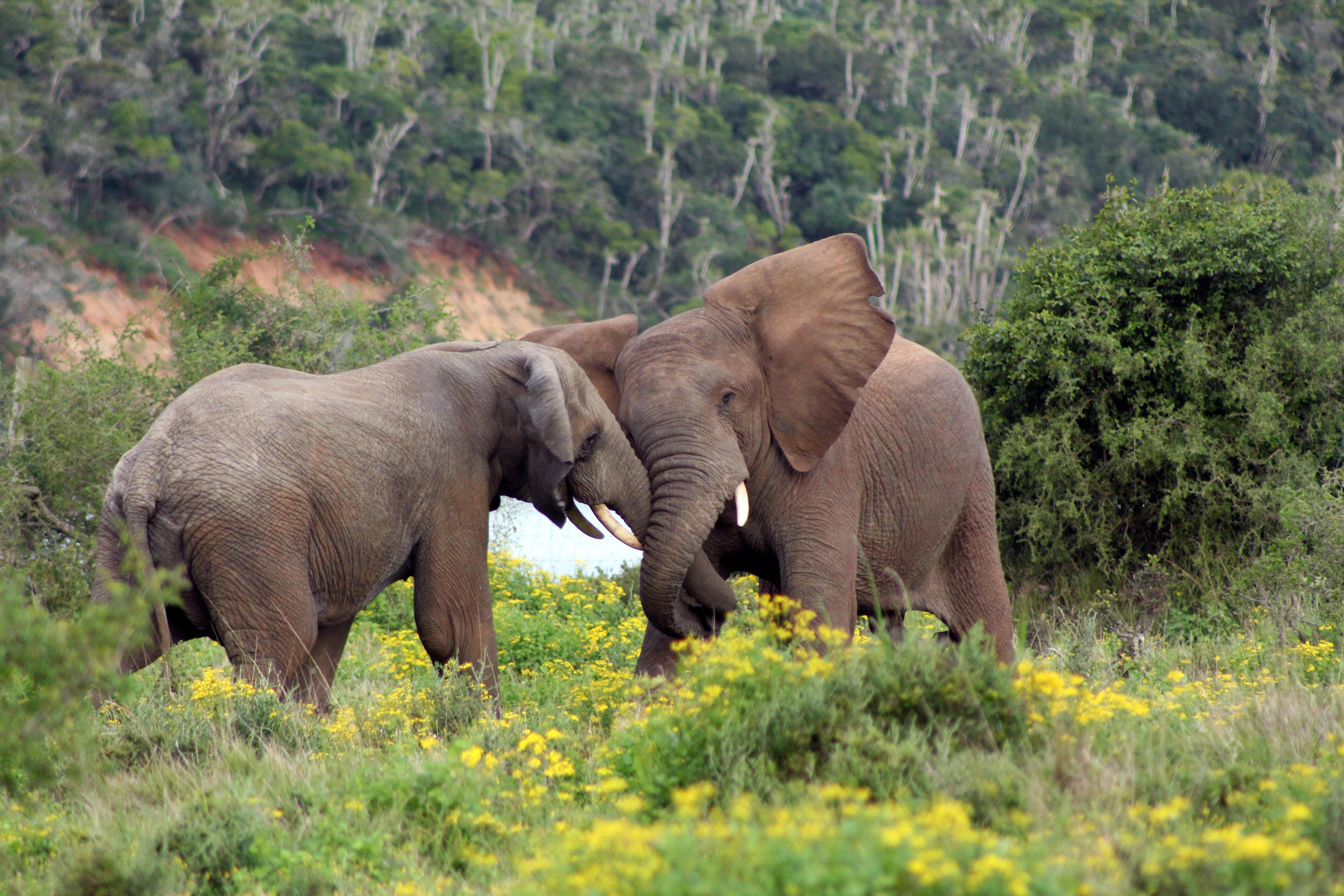 Sibuya Game Reserve And Lodge Kenton on Sea Exterior photo